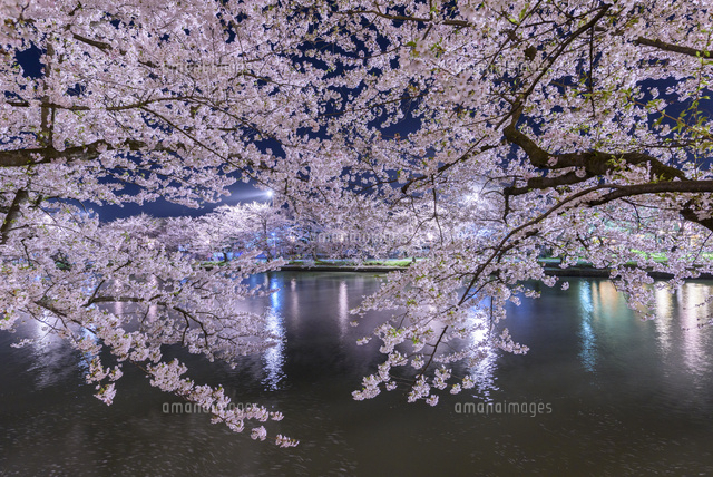 桜満開の弘前公園夜桜[02335007506]の写真・イラスト素材｜アマナ