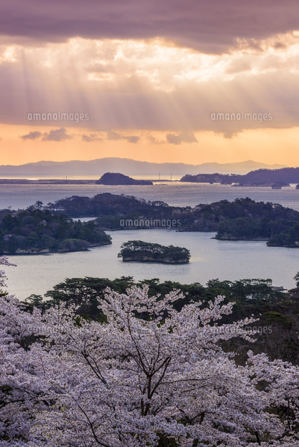桜満開の松島の朝焼け[02335008132]の写真・イラスト素材｜アマナ