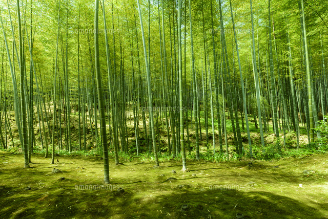 春の天龍寺庭園竹林 の写真素材 イラスト素材 アマナイメージズ