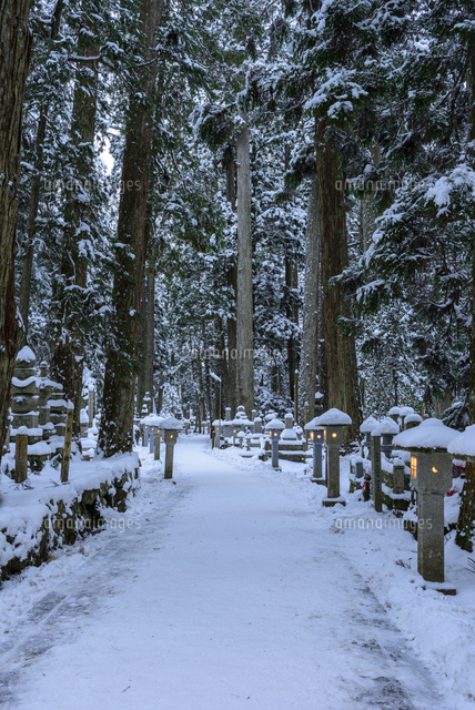 冬の高野山金剛峯寺奥の院杉並木参道[02335008642]の写真・イラスト