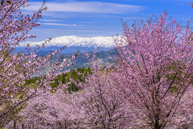 桜満開の桜峠と飯豊連峰[02335008787]の写真・イラスト素材｜アマナ