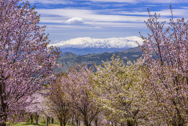 桜満開の桜峠と飯豊連峰[02335008787]の写真・イラスト素材｜アマナ