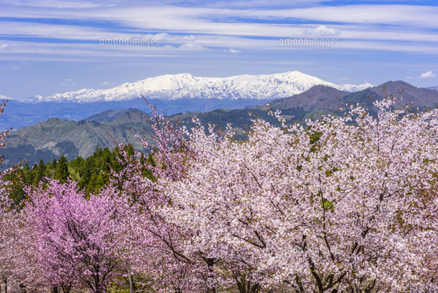 桜満開の桜峠と飯豊連峰[02335008868]の写真・イラスト素材｜アマナ
