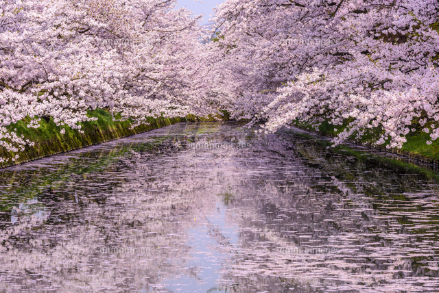 桜満開の弘前公園 の写真素材 イラスト素材 アマナイメージズ