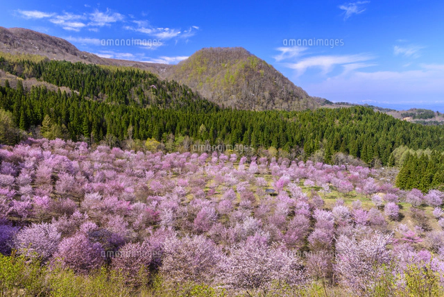 桜満開の桜峠と飯豊連峰[02335008787]の写真・イラスト素材｜アマナ