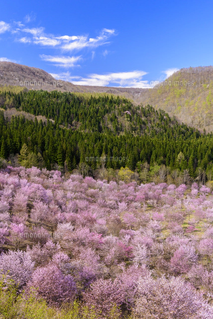 桜満開の桜峠と飯豊連峰[02335008787]の写真・イラスト素材｜アマナ