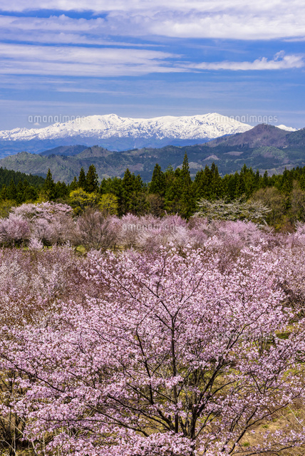 桜満開の桜峠と飯豊連峰[02335008868]の写真・イラスト素材｜アマナ