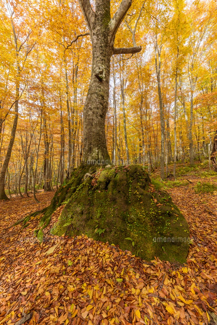 ブナ林紅葉美しい白神山地[02335008896]の写真・イラスト素材