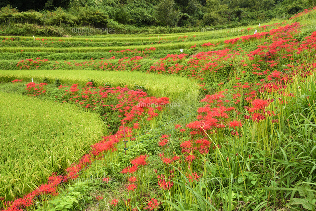 彼岸花咲く稲渕の棚田 の写真素材 イラスト素材 アマナイメージズ