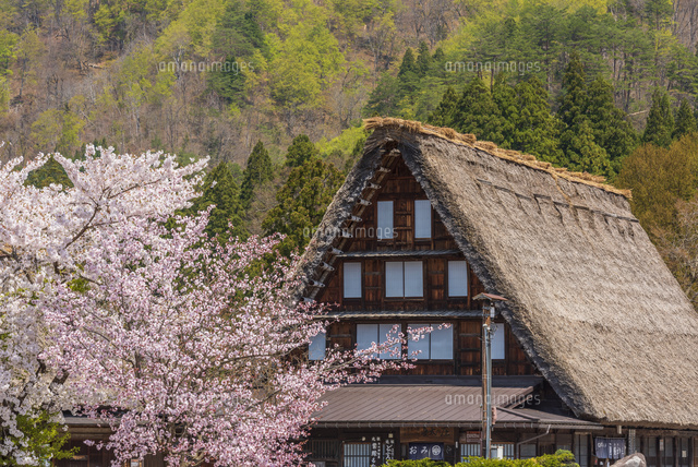 桜咲く白川郷 の写真素材 イラスト素材 アマナイメージズ