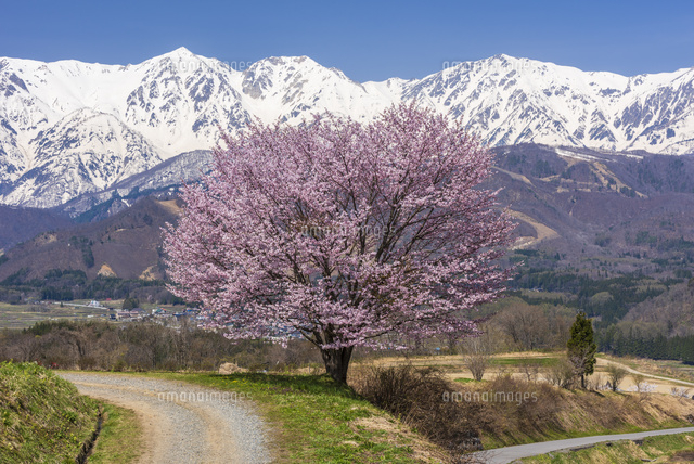 白馬野平の一本桜と白馬連山 の写真素材 イラスト素材 アマナイメージズ