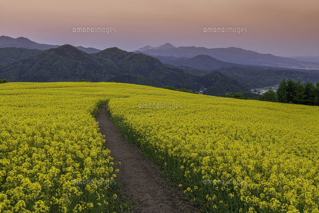 菜の花咲き誇る三ノ倉高原の夕暮れ[02335009691]の写真・イラスト素材