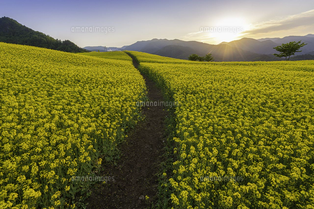 菜の花咲き誇る三ノ倉高原の夕暮れ[02335009691]の写真・イラスト素材