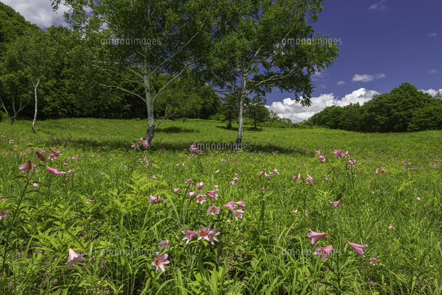 ヒメサユリ咲く高清水自然公園 の写真素材 イラスト素材 アマナイメージズ
