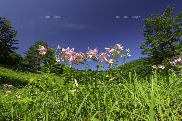 ヒメサユリ咲く高清水自然公園 の写真素材 イラスト素材 アマナイメージズ