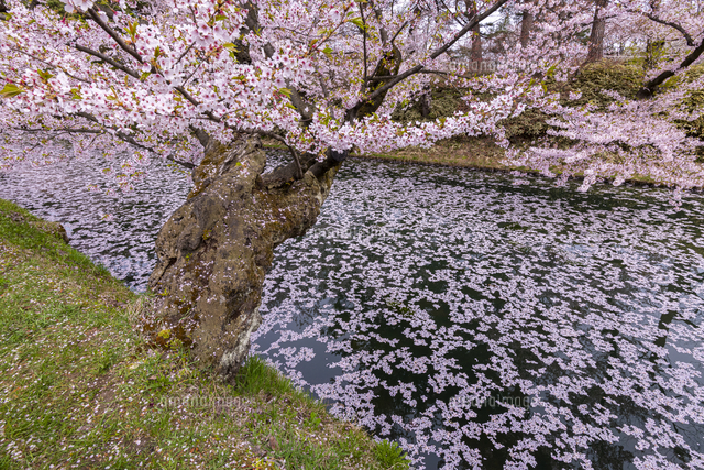 桜満開の弘前公園[02335010806]の写真・イラスト素材｜アマナイメージズ