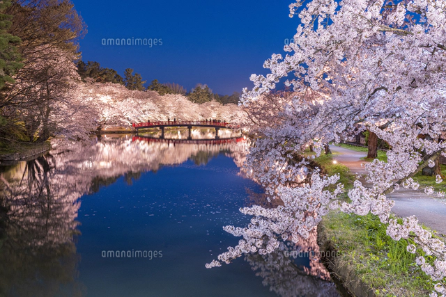 弘前公園夜桜ハートマーク[02335010817]の写真・イラスト素材｜アマナ