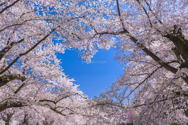 弘前公園桜のハートマーク[02335010818]の写真・イラスト素材｜アマナ
