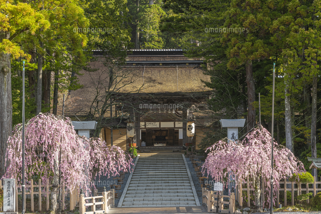桜咲く高野山金剛峯寺[02335011756]の写真・イラスト素材
