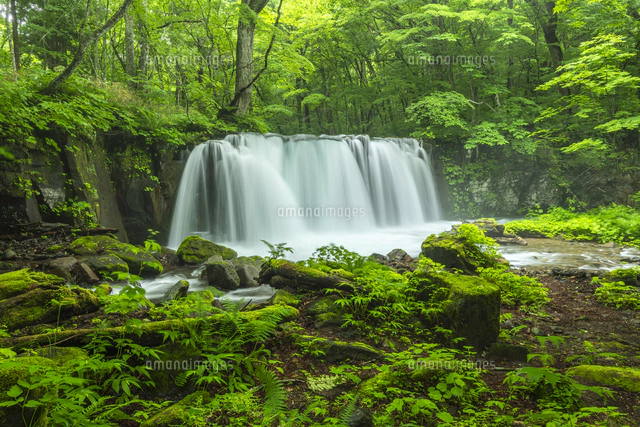 初夏の奥入瀬渓流銚子大滝[02335011858]の写真・イラスト素材｜アマナ