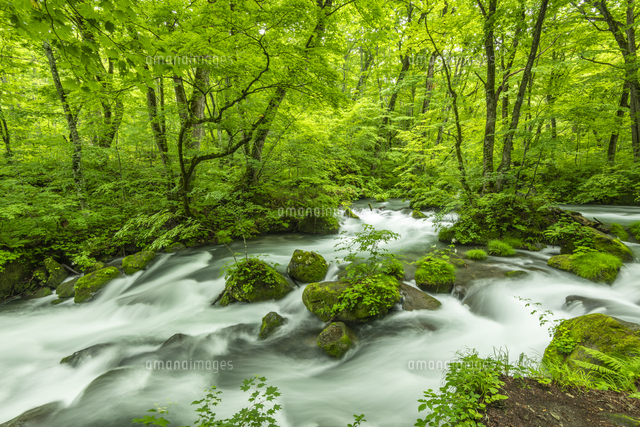 初夏の奥入瀬渓流[02335011861]の写真・イラスト素材｜アマナイメージズ