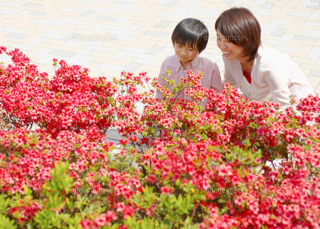花壇のつつじの花を見る母子 の写真素材 イラスト素材 アマナイメージズ