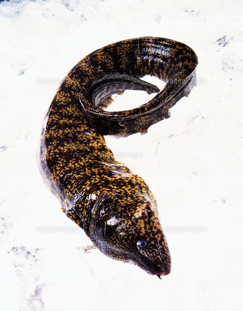 ウツボ の写真素材 イラスト素材 アマナイメージズ