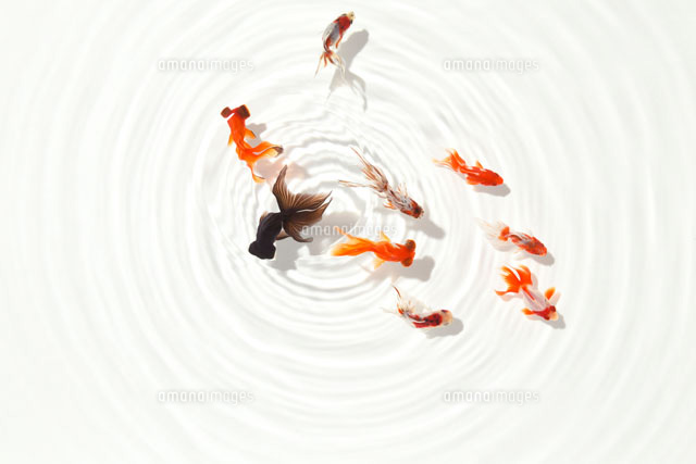 9匹の金魚と波紋[02344000216D]の写真・イラスト素材｜アマナイメージズ