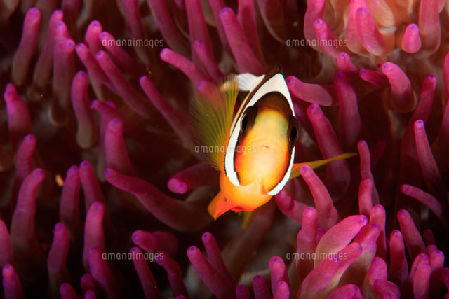 クマノミとイソギンチャク の写真素材 イラスト素材 アマナイメージズ