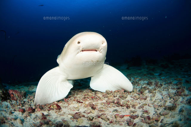 トラフザメ の写真素材 イラスト素材 アマナイメージズ トラフザメ の写真素材 イラスト素材 アマナイメージズ