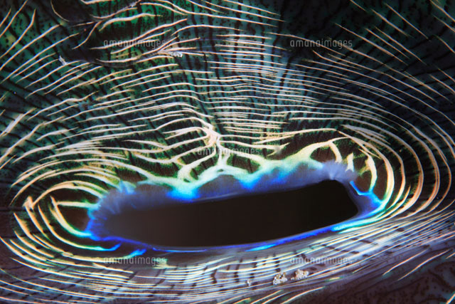 オオシャコガイの外套膜のアップ の写真素材 イラスト素材 アマナイメージズ