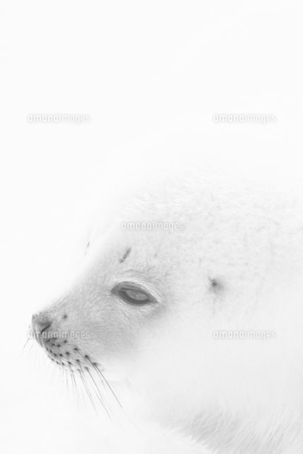 タテゴトアザラシの子供の横顔[02351000782A]の写真・イラスト素材
