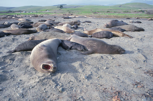 メスのキタゾウアザラシのあくび の写真素材 イラスト素材 アマナイメージズ