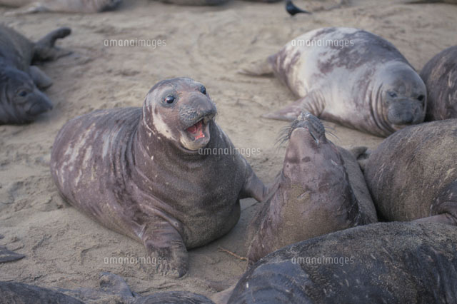 ケンカするキタゾウアザラシの子供 の写真素材 イラスト素材 アマナイメージズ