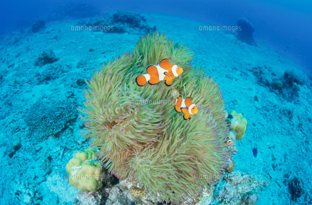 カクレクマノミとイソギンチャク の写真素材 イラスト素材 アマナイメージズ