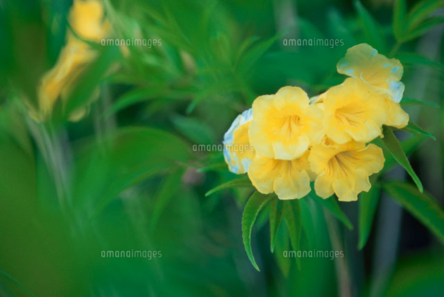 南国の黄色い花 の写真素材 イラスト素材 アマナイメージズ