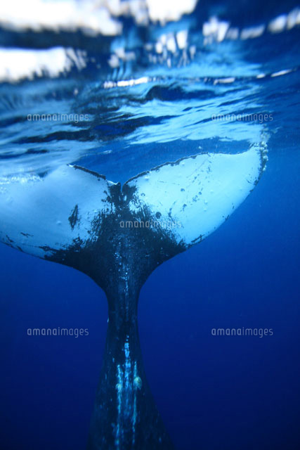 ザトウクジラの尻尾[02351001324]の写真・イラスト素材｜アマナイメージズ