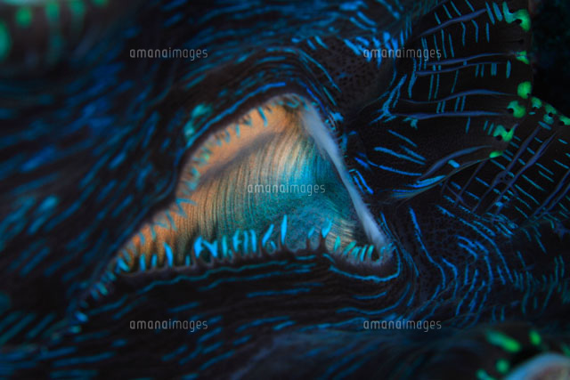 外套膜 がいとうまく Gaitoumaku 是什么意思 日文字典 日文中文 简体 字典mazii