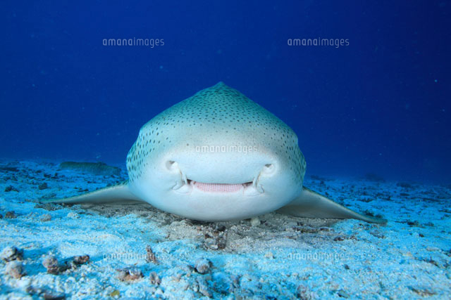 トラフザメの正面顔 の写真素材 イラスト素材 アマナイメージズ