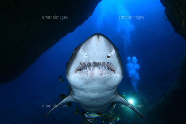 シロワニの正面顔 の写真素材 イラスト素材 アマナイメージズ