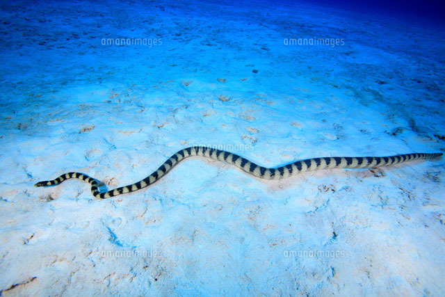 マダラウミヘビ[02351001507]の写真・イラスト素材｜アマナイメージズ