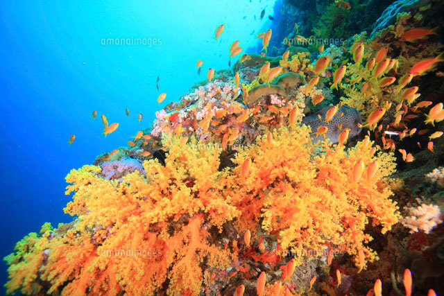 オレンジ色のソフトコーラルとキンギョハナダイ[02351001702]の写真