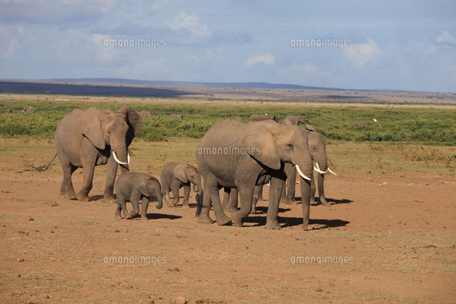 アフリカゾウの家族 の写真素材 イラスト素材 アマナイメージズ