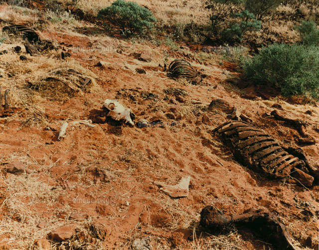 動物の骨 の写真素材 イラスト素材 アマナイメージズ