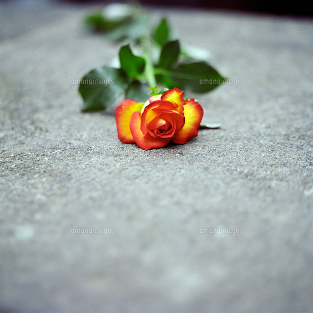 道に落ちたバラの花 の写真素材 イラスト素材 アマナイメージズ