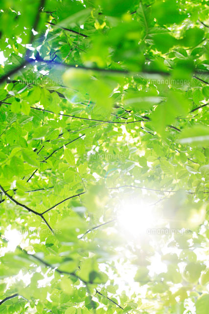 森の木漏れ日[02360000289]の写真・イラスト素材｜アマナイメージズ