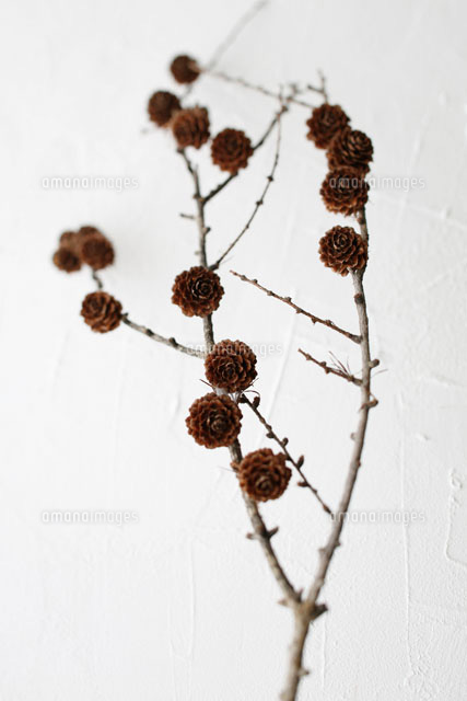 カラマツの枯れ枝と松ぼっくり[02360000362]の写真・イラスト素材