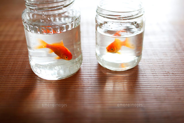 ビンに入った金魚 の写真素材 イラスト素材 アマナイメージズ