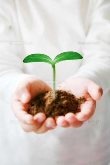 双葉を持つ男の子の手 の写真素材 イラスト素材 アマナイメージズ