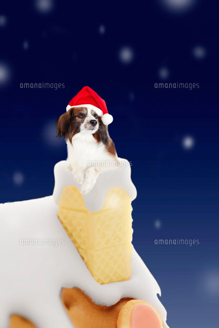 お菓子の家とサンタ帽をかぶった犬 の写真素材 イラスト素材 アマナイメージズ